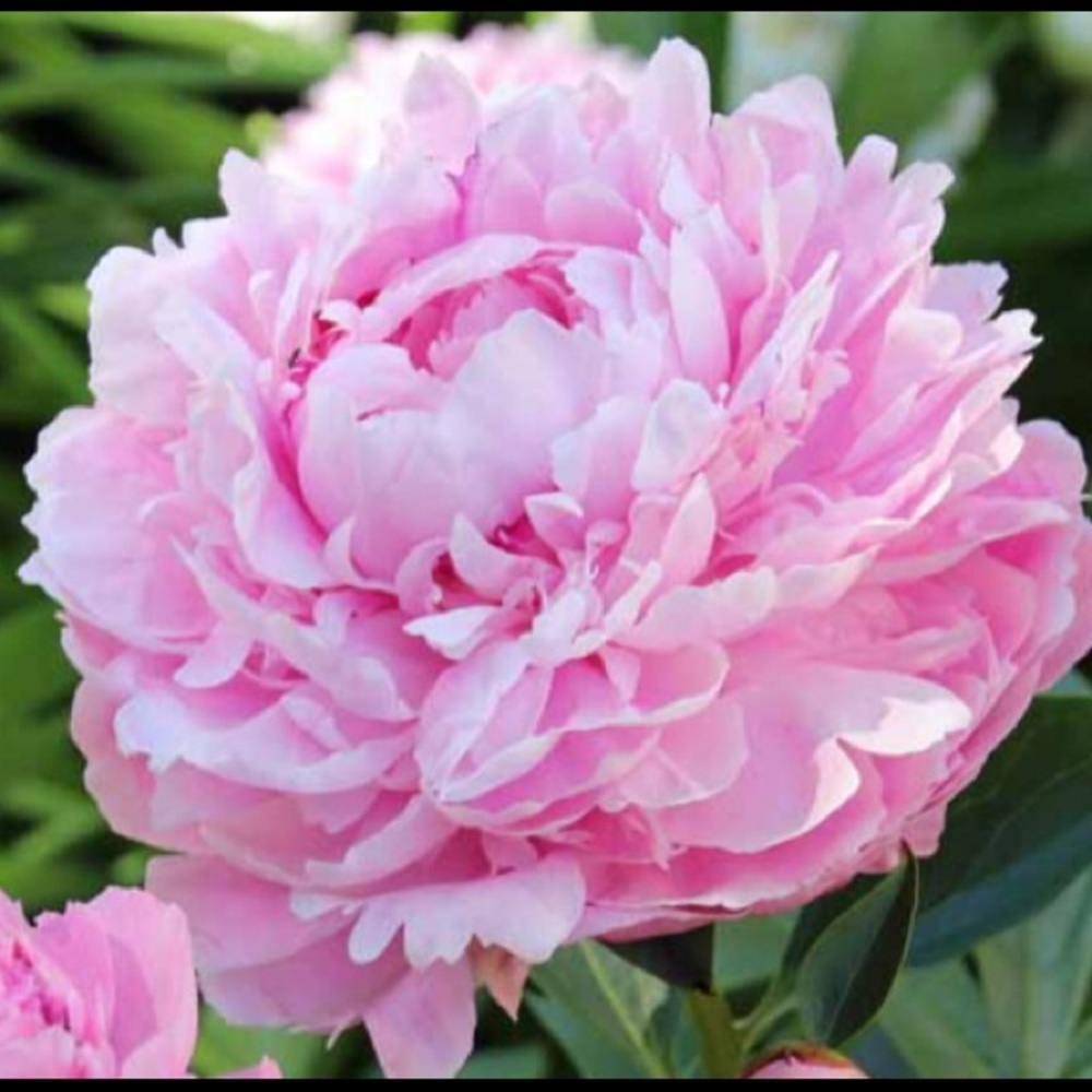 Meet your Posher, Shira